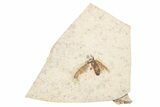 Detailed Fossil March Fly (Plecia) - Wyoming #245633-1